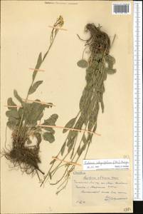 Eutrema integrifolium (DC.) Bunge, Middle Asia, Western Tian Shan & Karatau (M3) (Kazakhstan)
