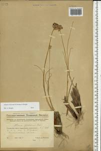 Allium cretaceum, Eastern Europe, Middle Volga region (E8) (Russia)