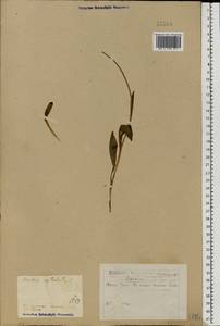 Neotinea ustulata (L.) R.M.Bateman, Pridgeon & M.W.Chase, Eastern Europe, Eastern region (E10) (Russia)