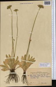 Primula longiscapa Ledeb., Middle Asia, Northern & Central Kazakhstan (M10) (Kazakhstan)