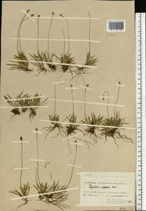 Tofieldia pusilla (Michx.) Pers., Eastern Europe, Northern region (E1) (Russia)
