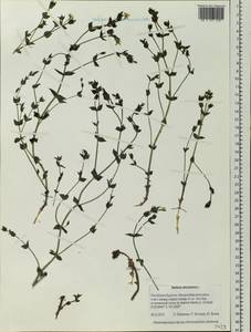 Mesostemma dichotomum (L.) Arabi, Rabeler & Zarre, Siberia, Baikal & Transbaikal region (S4) (Russia)