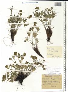 Alchemilla sericea Willd., Caucasus, Stavropol Krai, Karachay-Cherkessia & Kabardino-Balkaria (K1b) (Russia)