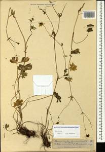 Ranunculus caucasicus M. Bieb., Caucasus, Dagestan (K2) (Russia)