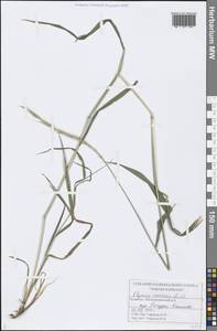 Elymus caninus (L.) L., Eastern Europe, Middle Volga region (E8) (Russia)