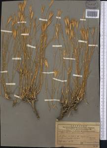 Dianthus crinitus Sm., Middle Asia, Pamir & Pamiro-Alai (M2) (Uzbekistan)