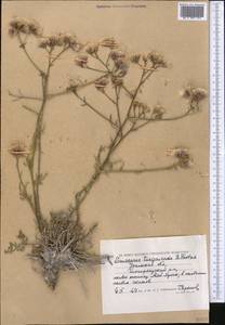 Saussurea turgaiensis B. Fedtsch., Middle Asia, Caspian Ustyurt & Northern Aralia (M8) (Kazakhstan)