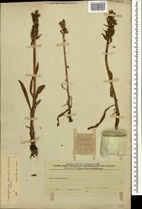 Dactylorhiza romana subsp. georgica (Klinge) Soó ex Renz & Taubenheim, Caucasus, Azerbaijan (K6) (Azerbaijan)