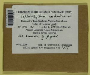 Echinophyllum sachalinense (Lindb.) T.J. O'Brien, Bryophytes, Bryophytes - Russian Far East (excl. Chukotka & Kamchatka) (B20) (Russia)