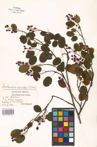 Amelanchier × spicata (Lam.) K. Koch, Eastern Europe, Moscow region (E4a) (Russia)
