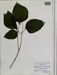 Paeonia obovata Maxim., Siberia, Russian Far East (S6) (Russia)