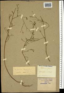 Bupleurum brachiatum C. Koch ex Boiss., Caucasus, Krasnodar Krai & Adygea (K1a) (Russia)