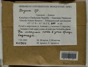 Bryum, Bryophytes, Bryophytes - North Caucasus & Ciscaucasia (B12) (Russia)