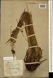 Juncus effusus L., Caucasus, Azerbaijan (K6) (Azerbaijan)