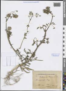 Hibiscus trionum L., Middle Asia, Syr-Darian deserts & Kyzylkum (M7) (Uzbekistan)