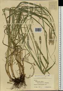 Alopecurus pratensis × arundinaceus, Eastern Europe, Latvia (E2b) (Latvia)