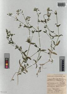 KUZ 004 536, Cerastium holosteoides Fries emend. Hyl., Siberia, Altai & Sayany Mountains (S2) (Russia)