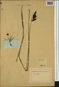 Carex atrata L., Western Europe (EUR) (Not classified)
