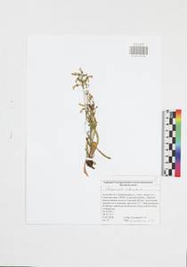 Campanula sibirica L., Eastern Europe, Central region (E4) (Russia)