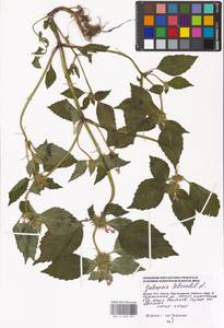 Galeopsis tetrahit L., Eastern Europe, Moscow region (E4a) (Russia)