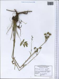 Aulacospermum simplex Rupr., Middle Asia, Northern & Central Tian Shan (M4) (Kazakhstan)