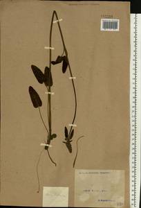Betonica officinalis L., Eastern Europe, North Ukrainian region (E11) (Ukraine)