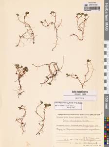 Salix rotundifolia Trautv., Siberia, Chukotka & Kamchatka (S7) (Russia)
