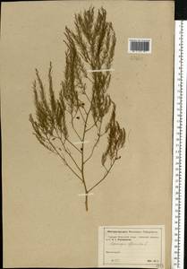 Asparagus officinalis L., Eastern Europe, Moscow region (E4a) (Russia)