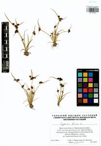 Cyperus fuscus L., Siberia, Baikal & Transbaikal region (S4) (Russia)