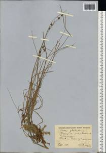 Carex globularis L., Eastern Europe, Moscow region (E4a) (Russia)