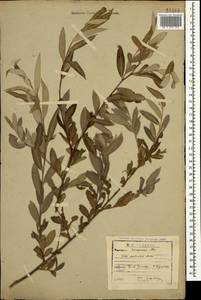 Salix excelsa J.F.Gmel., Caucasus, Dagestan (K2) (Russia)