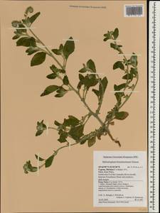 Heliotropium hirsutissimum Grauer, South Asia, South Asia (Asia outside ex-Soviet states and Mongolia) (ASIA) (Cyprus)