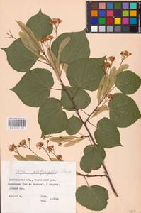 Tilia platyphyllos Scop., Eastern Europe, Central forest-and-steppe region (E6) (Russia)