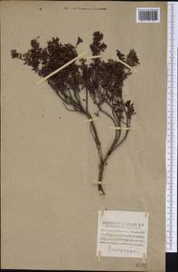 Kalmia buxifolia (Bergius) Gift & Kron, America (AMER) (United States)