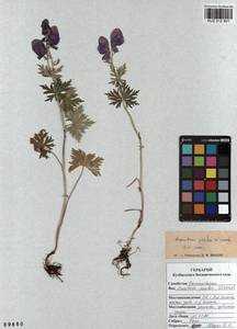 Aconitum pascoi Vorosch., Siberia, Altai & Sayany Mountains (S2) (Russia)