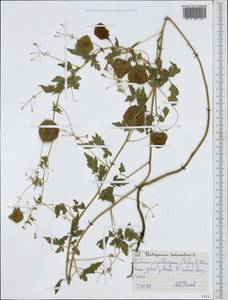 Cardiospermum halicacabum L., Africa (AFR) (Ethiopia)