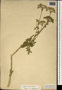 Seseli libanotis (L.) W.D.J.Koch, South Asia, South Asia (Asia outside ex-Soviet states and Mongolia) (ASIA) (Turkey)