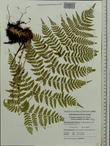 Dryopteris expansa (C. Presl) Fraser-Jenk. & Jermy, Eastern Europe, Northern region (E1) (Russia)