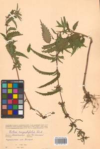 Urtica dioica var. holosericea Fr., Siberia, Chukotka & Kamchatka (S7) (Russia)