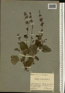 Salvia verticillata L., Eastern Europe, Moscow region (E4a) (Russia)