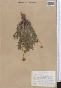 Astragalus platyphyllus Kar. & Kir., Middle Asia, Western Tian Shan & Karatau (M3) (Kyrgyzstan)