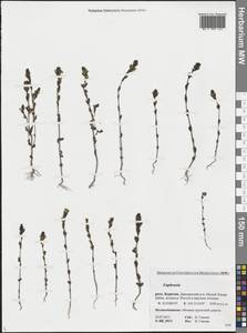 Euphrasia, Siberia, Baikal & Transbaikal region (S4) (Russia)