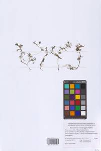 Ranunculus rionii Lagger, Eastern Europe, Rostov Oblast (E12a) (Russia)