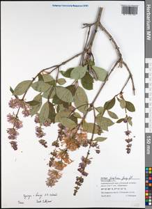 Syringa henryi C.K.Schneid., Eastern Europe, Moscow region (E4a) (Russia)