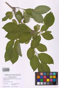 Euonymus europaeus L., Eastern Europe, Central region (E4) (Russia)