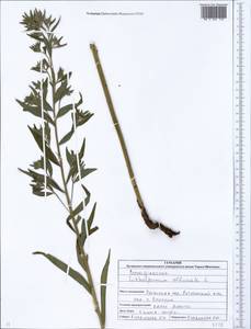 Lithospermum officinale L., Eastern Europe, North Ukrainian region (E11) (Ukraine)
