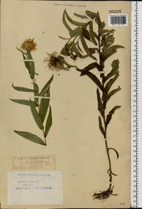 Pentanema salicinum subsp. salicinum, Eastern Europe, Northern region (E1) (Russia)