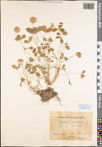 Trifolium fragiferum L., Eastern Europe, Lower Volga region (E9) (Russia)
