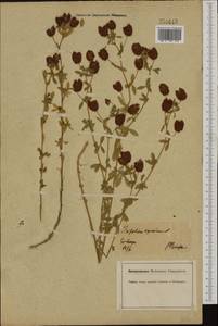 Trifolium aureum Pollich, Western Europe (EUR) (Germany)