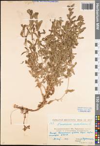Teucrium scordium L., Eastern Europe, North Ukrainian region (E11) (Ukraine)